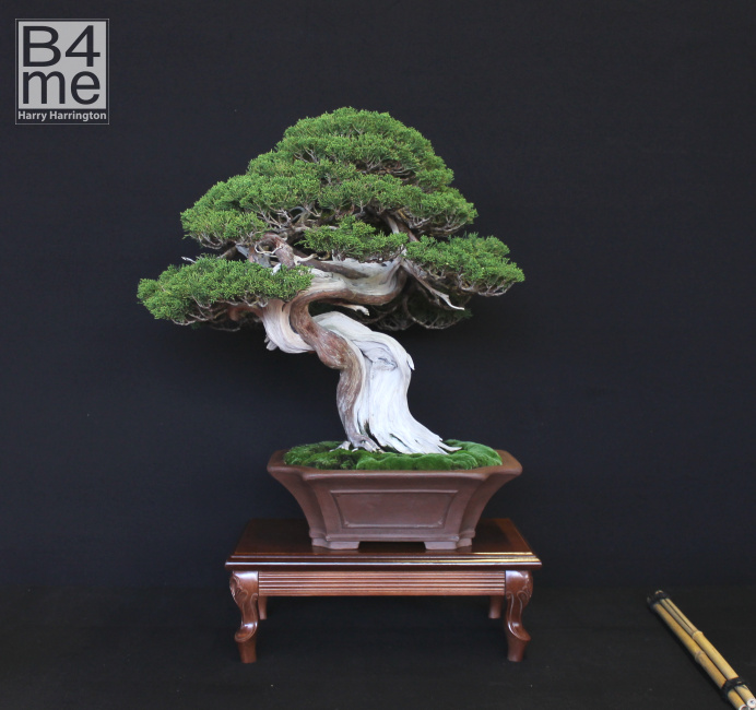 bonsai